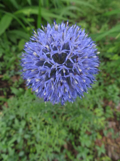 青い花が集まって丸くなる エキノプス 夏の花 21 023 野の花 庭の花