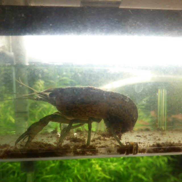 熱帯魚 のブログ記事一覧 2ページ目 アクアリウムゅら