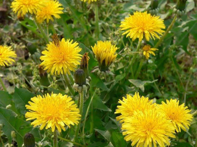 春の花 タンポポ 田舎へ行ってご 見てご