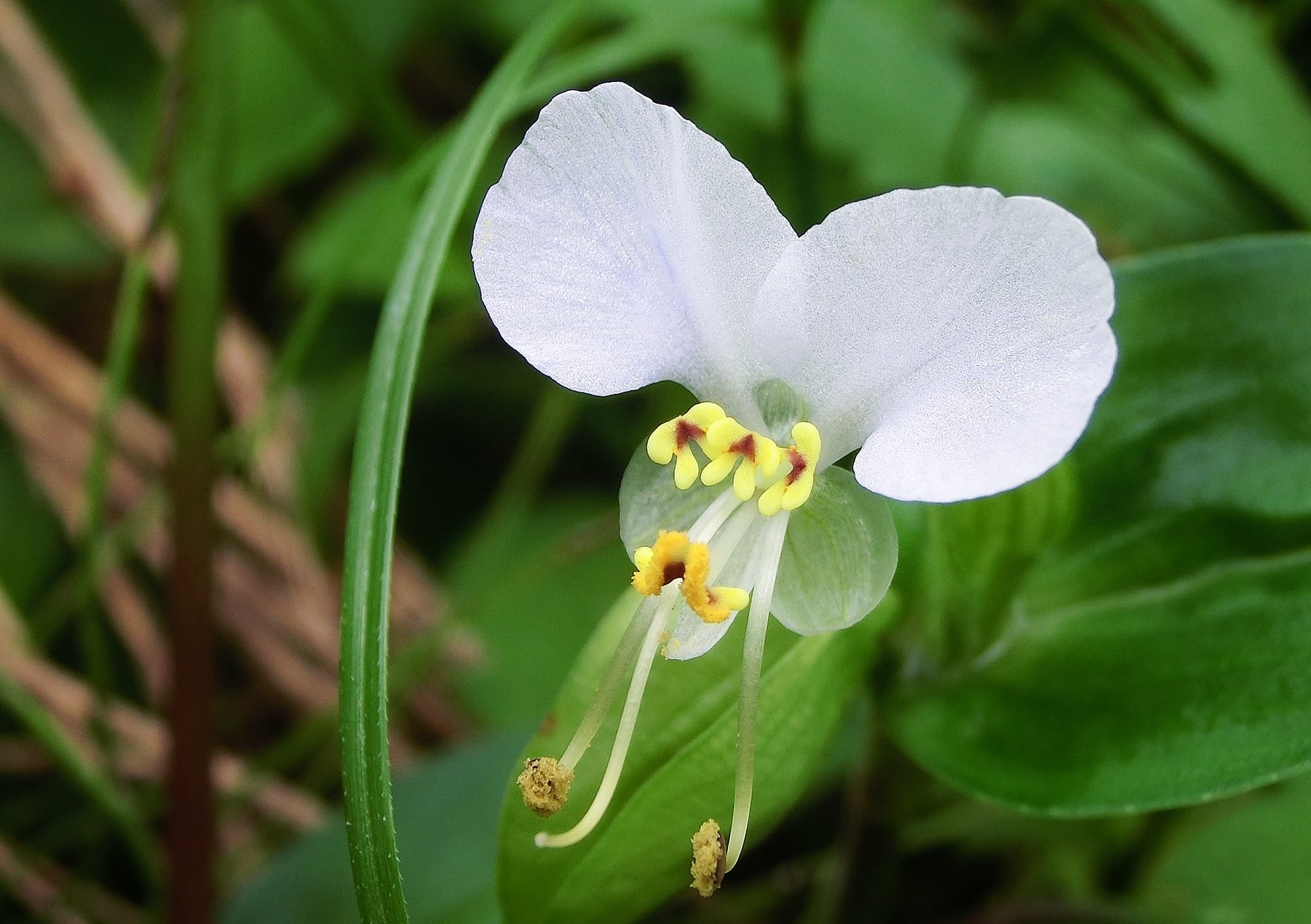 ツユクサ 露草 ツユクサ科 ひげ爺さんのお散歩日記