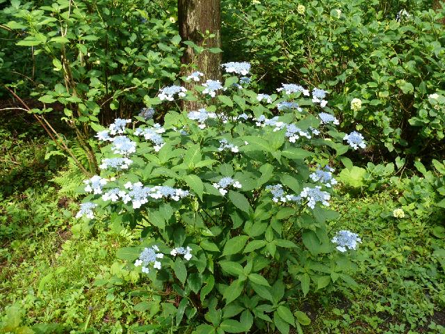 みちのくあじさい園のオオアマチャ 大甘茶 Peaの植物図鑑