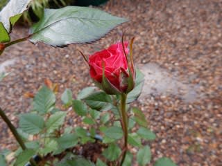そろそろバラの開花 ミニバラ 品種不明 植物大好き 出会い ときめき 癒し