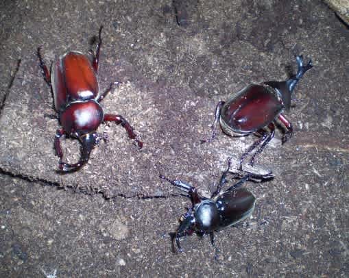 明日はよろしくお願いします カブトムシ飼育講座 明日はよろしくお願いします カブトムシ飼育講座