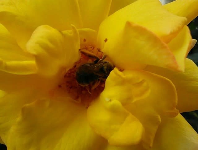 バラの花の蜜で作った蜂蜜はどんな味 La Vie En Roseのプロムナード 散歩道