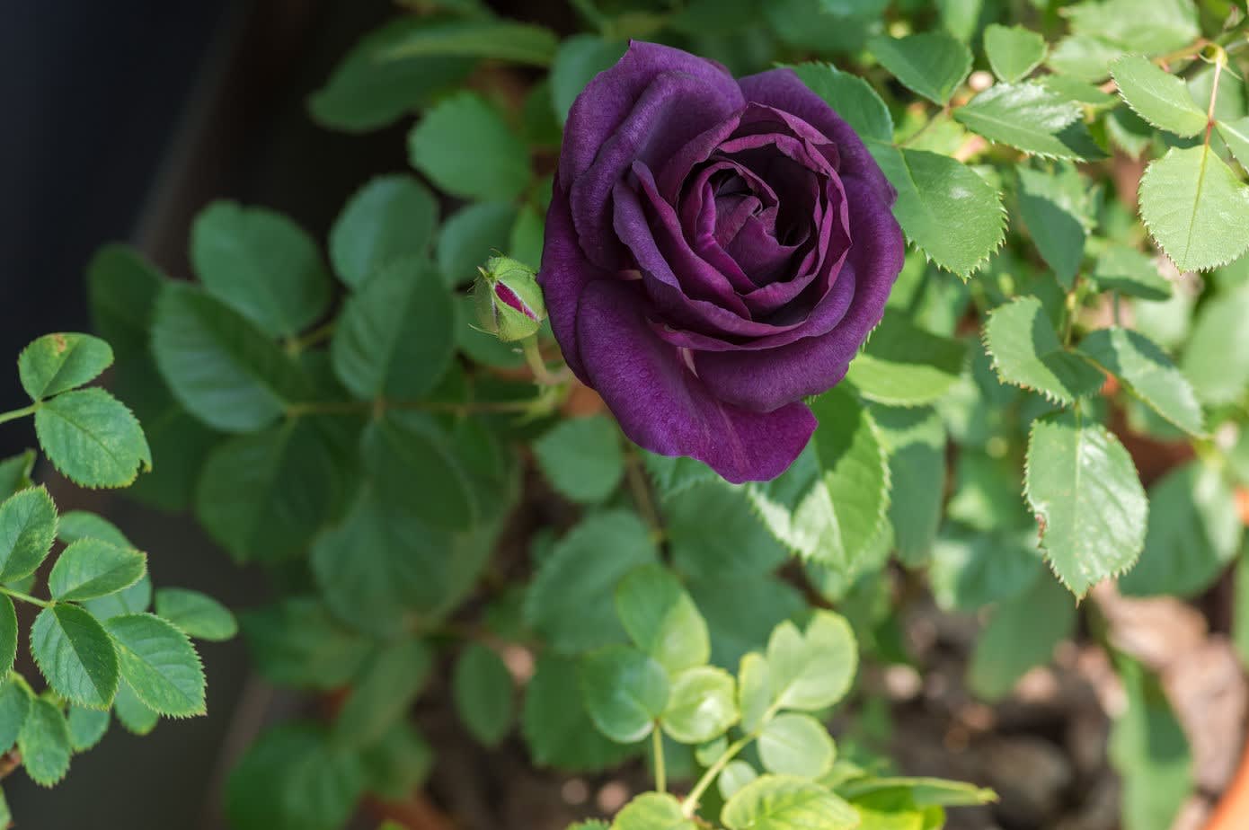 ベランダの薔薇 趣味の写真