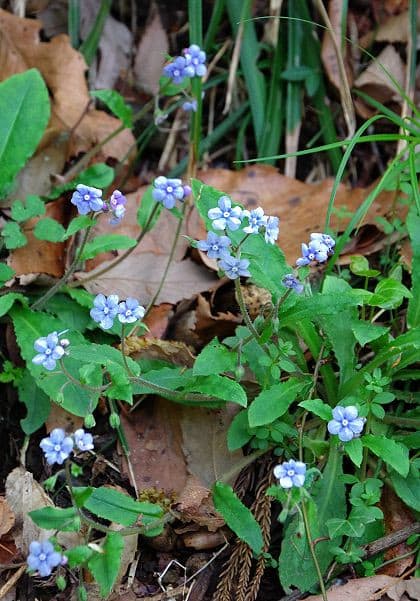 青紫色の春の花たち 教室 自然いろいろブログ