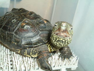納涼亀くつろぎ祭り Turtle Walk クサガメ成長日記