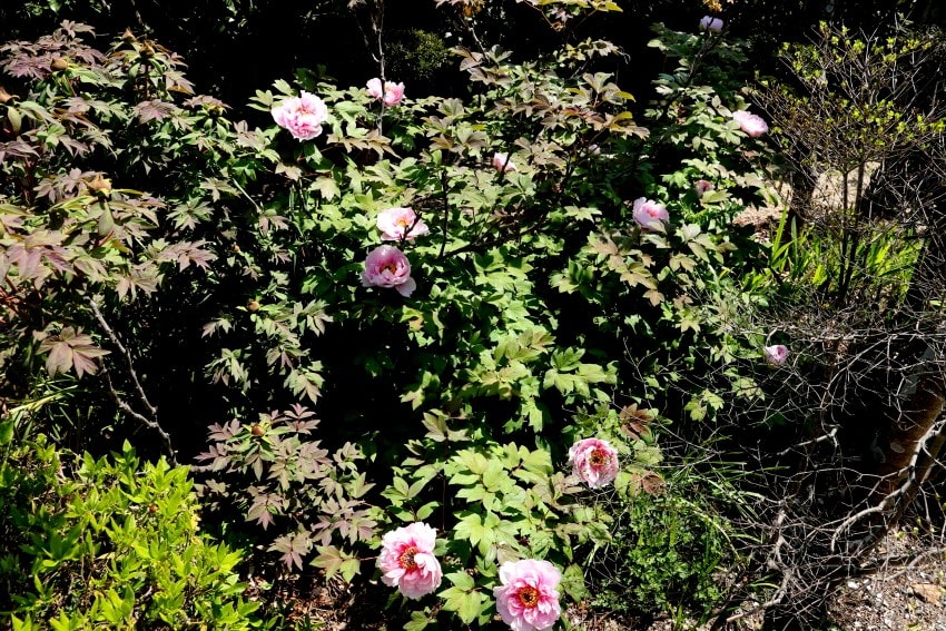 庭の牡丹 一 ピンク 花鳥風月 気ままな写真日記