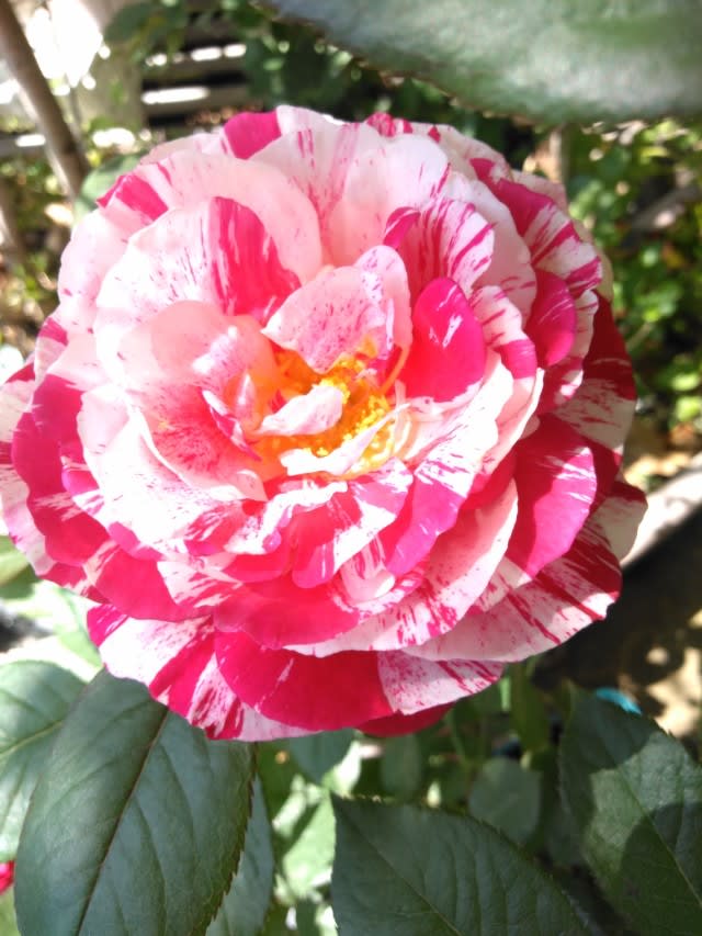赤白マーブル 絞り の不思議な薔薇 強香大輪四季咲き 見事な花つき Nae 苗 多肉ガーデン ブログ