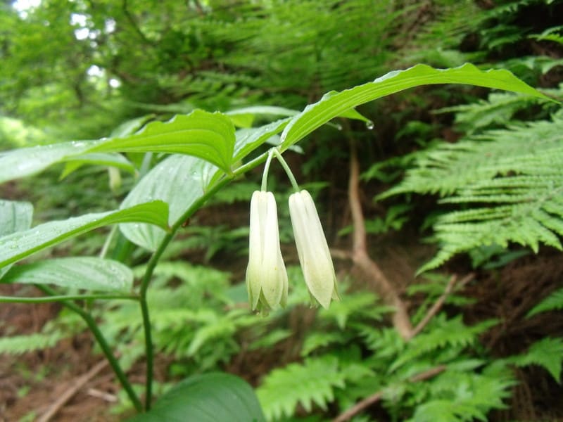 Dscf2738 Dscf2738