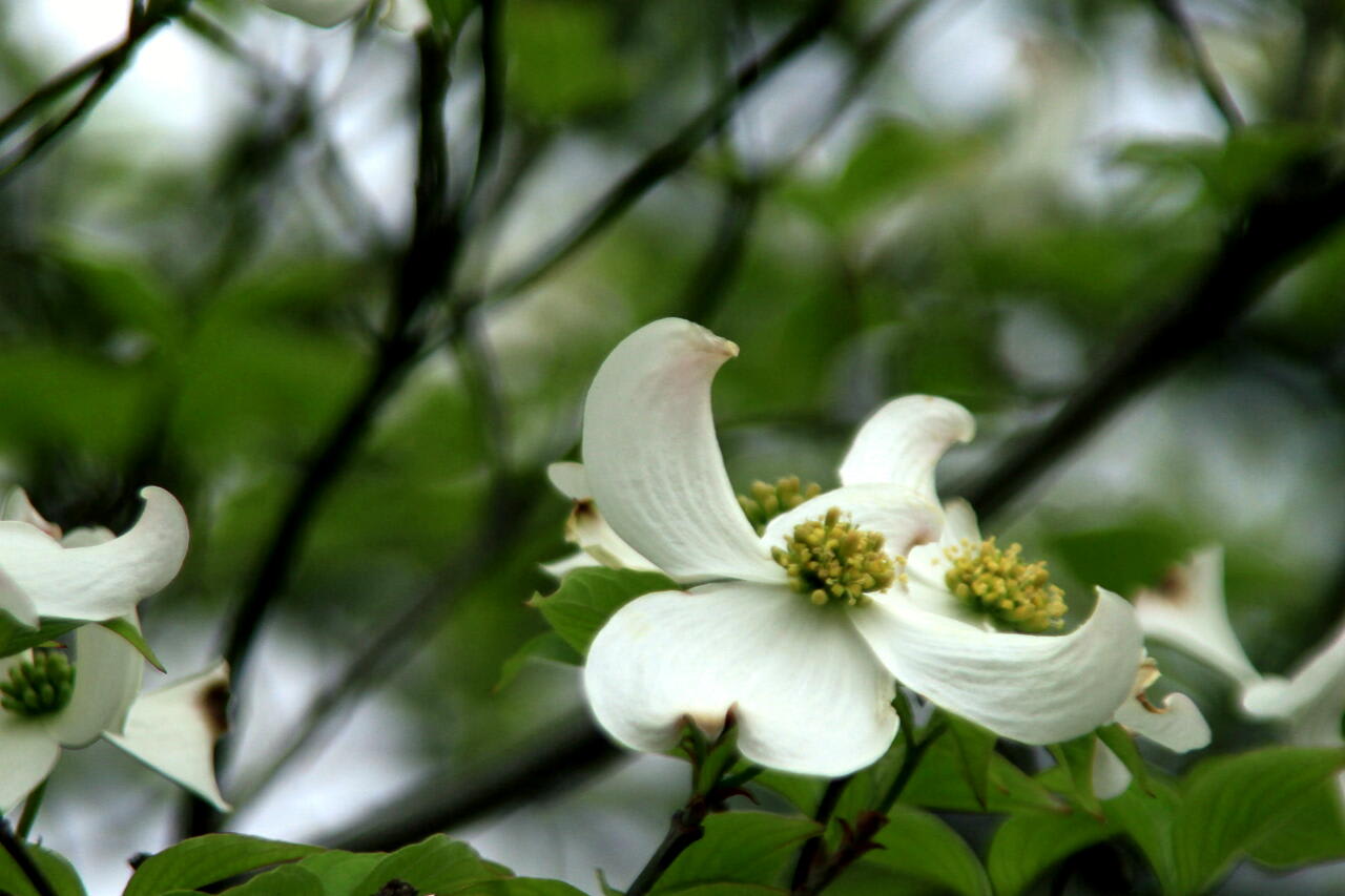花水木　（白）の画像