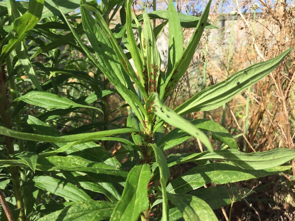 セイタカアワダチソウヒゲナガアブラムシ 森から考える暮らしのデザイン セイタカアワダチソウヒゲナガアブラムシ 森から考える暮らしのデザイン