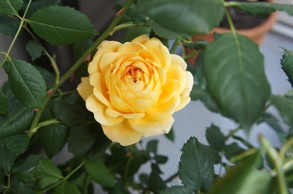 我が家の狭いベランダで咲く薔薇 世界に一つだけの姥花日記