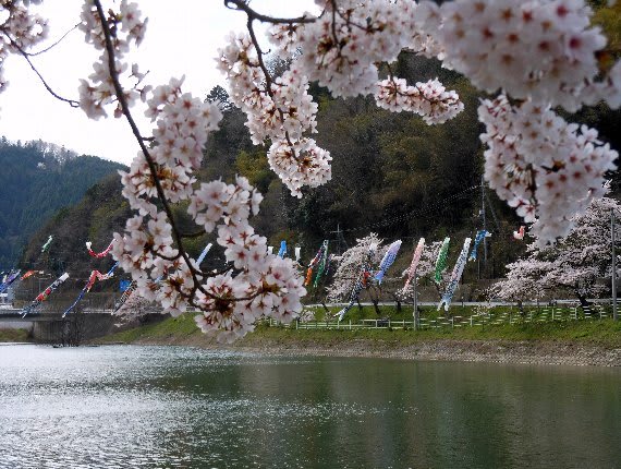 三休公園の桜が見頃に 12 04 16 Hasyan の 旅の散歩道