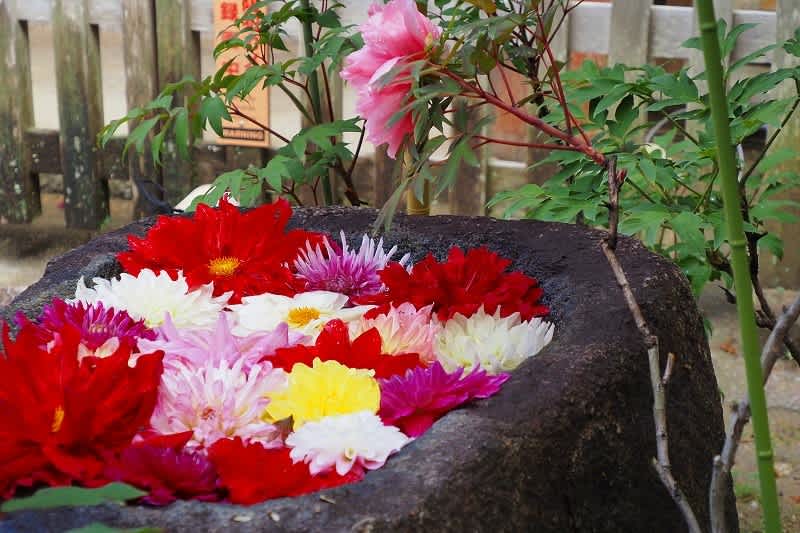 花の寺 岡寺のボタン 明日香村 気ままな山旅