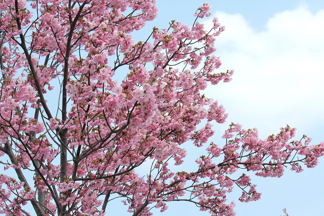 ミササガ公園の桜満開近しの画像