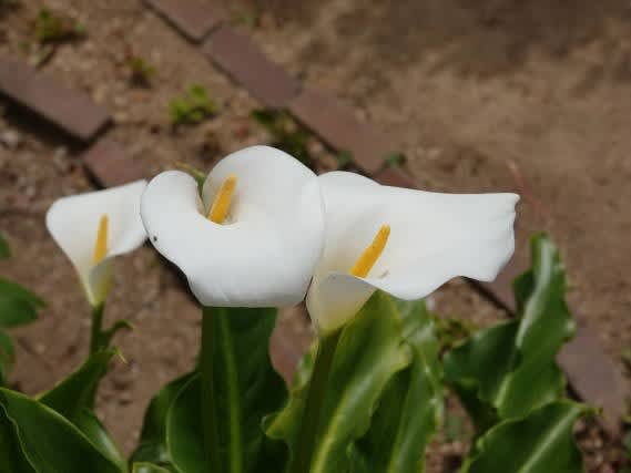 何かの祝いにもらったカラーが沢山花をつけています 日々遊遊 何かの祝いにもらったカラーが沢山花をつけています 日々遊遊