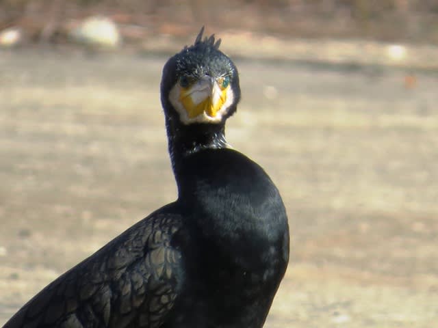鳥顔 アップで ねこ吉のよしなしごと 鳥顔 アップで ねこ吉のよしなしごと