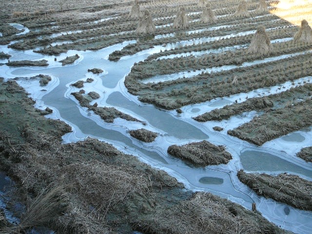 田圃の氷の画像