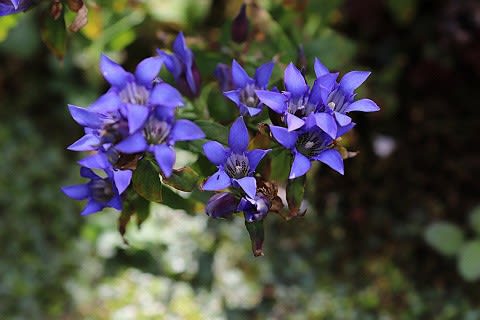 東慶寺 晩秋の花 Sometime Somewhere