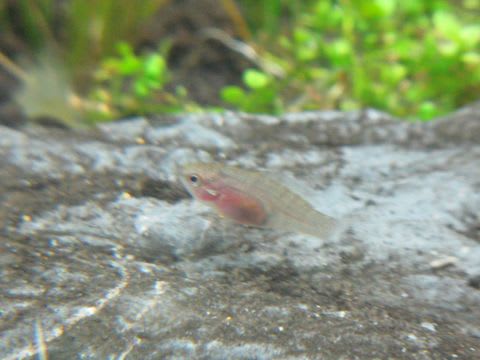 スカーレットジェムの稚魚 みゆきザンス的ブログ