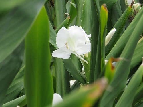 伝えるべきか否か ジンジャーリリーの花 お花大好き 野鳥大好き