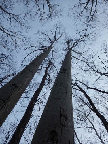 冬の自然観察のすすめ 樹木ウオッチング 自然ウオッチングセンタースタッフのブログ