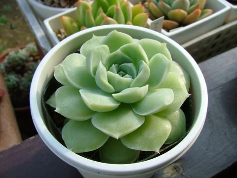 ようこそ アルバ美尼 きょうも今日とて ようこそ アルバ美尼 きょうも今日とて