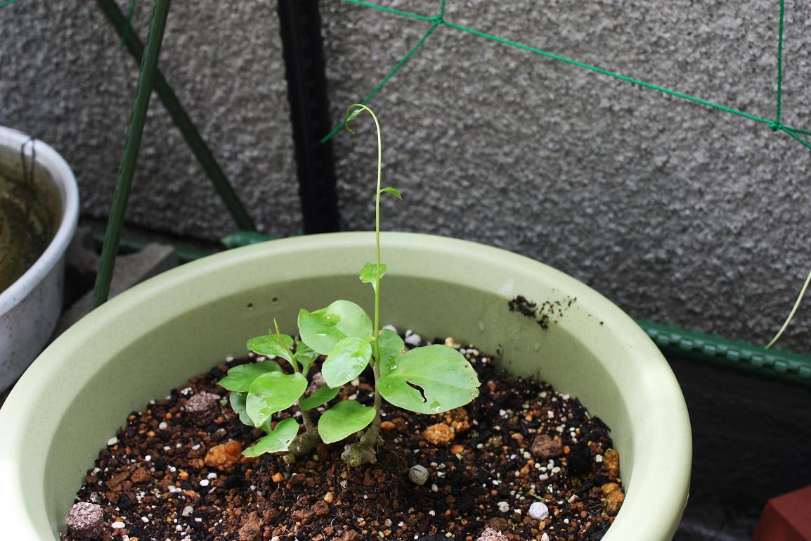 雲南百薬はいまの画像