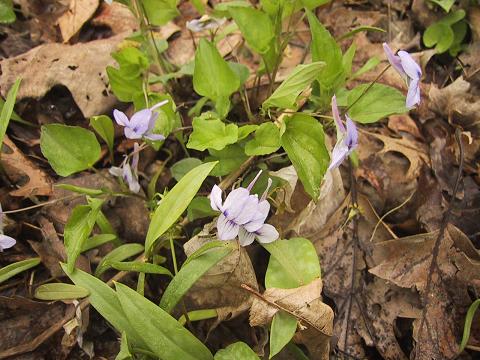 Long spurred violet
