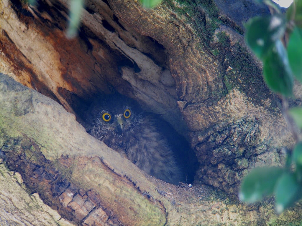 アオバズクの親子②の画像