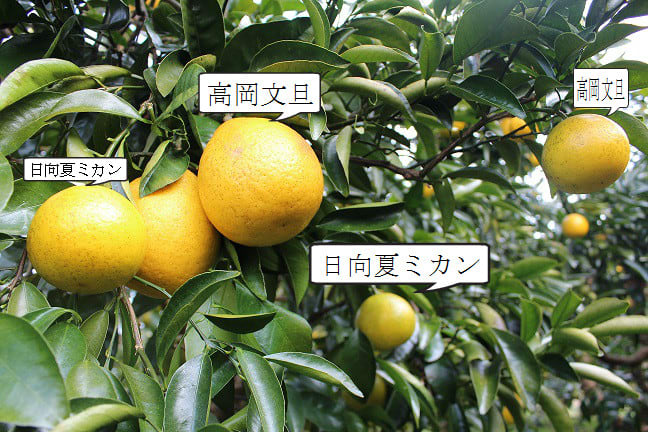 日向夏ミカンに高岡文旦を接ぎ木した果実の味は ライフスタイル自由人 日向夏ミカンに高岡文旦を接ぎ木した果実の味は ライフスタイル自由人