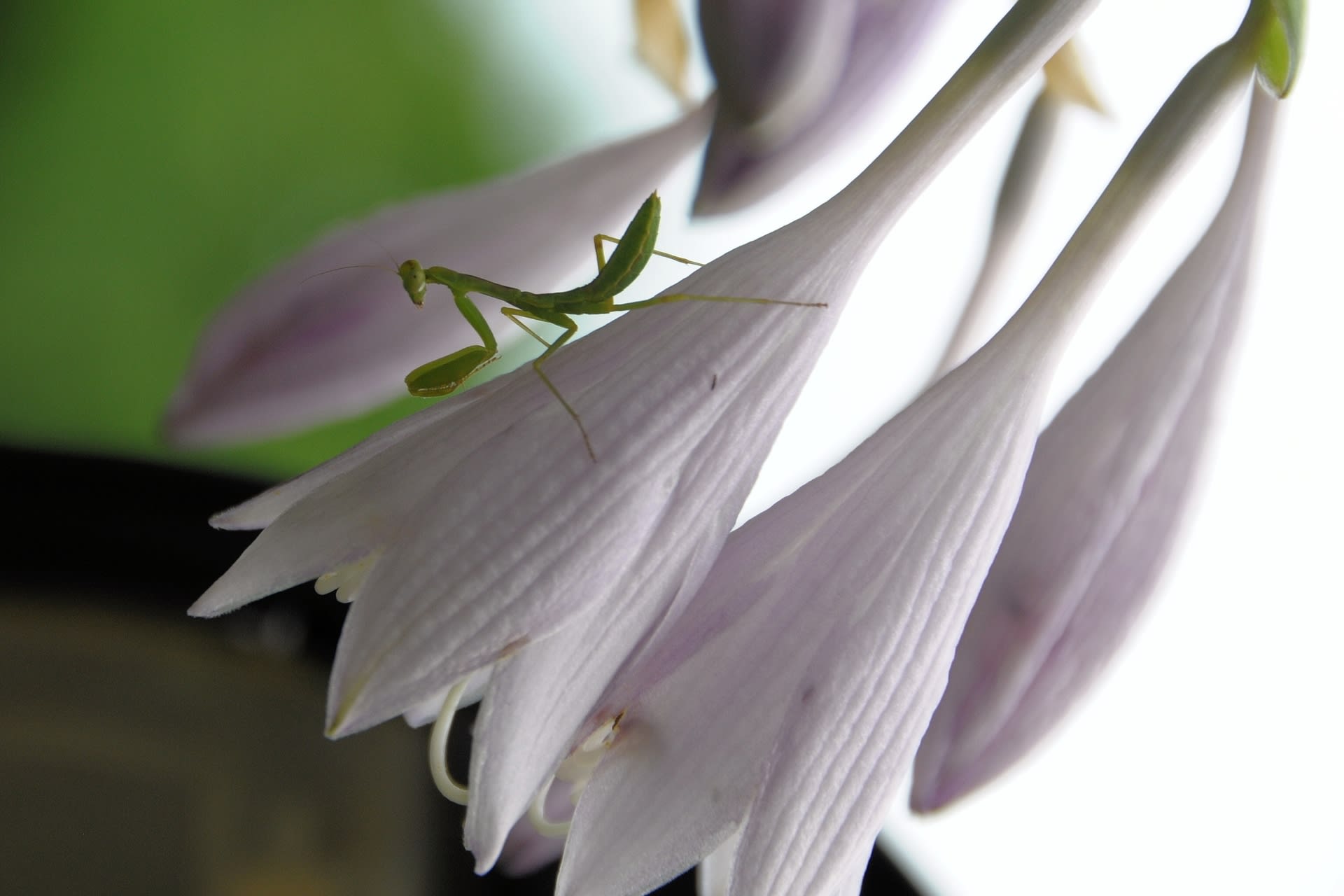 ギボウシにカマキリの画像