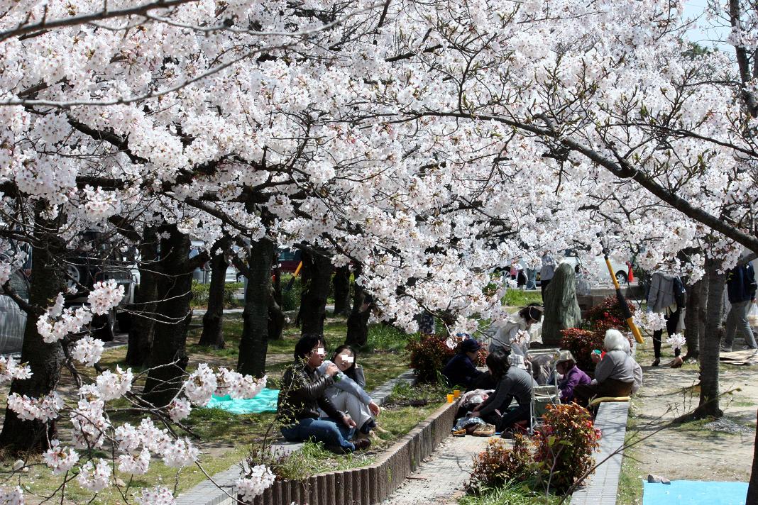 桜・・・爛漫の画像