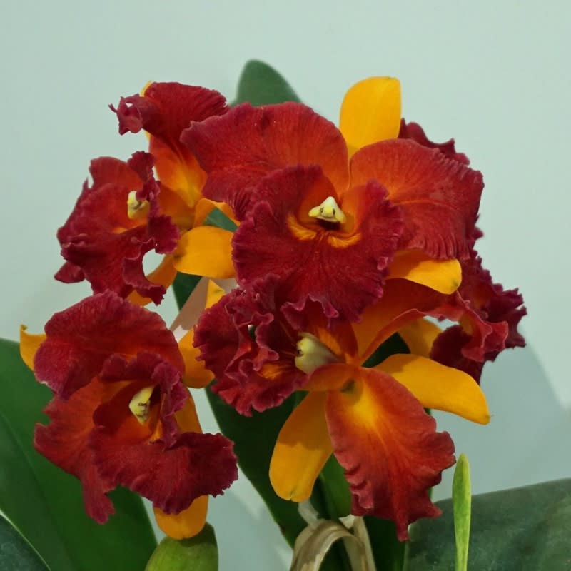 ◇Rlc. Huatand City'Enfant du Soleil' - カトログ ◇Rlc. Huatand City'Enfant du Soleil' - カトログ