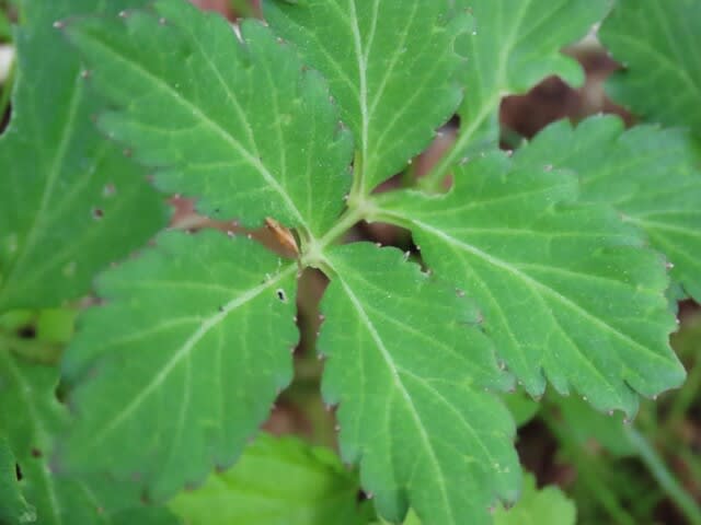 高ボッチ高原・鉢伏山で最近咲いている花　ヒロハコンロンソウ（広葉崑崙草）