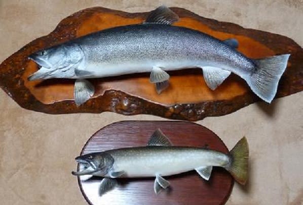魚の剥製 作品集 Ch 写真共有 Goo Blog フォトチャンネル