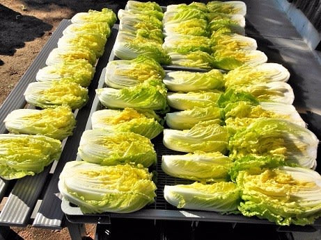 白菜３０ｋｇを漬けた 調味料は柿の皮 みかんの皮 昆布 塩 紀州 有田で田舎暮らし