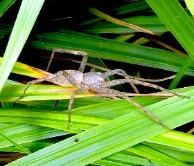 クモは昆虫ではない クモはクモ ムシ クモ編 花と徒然なるままに クモは昆虫ではない クモはクモ ムシ クモ編 花と徒然なるままに