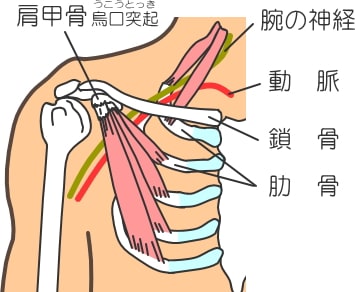 胸郭出口症候群 いがみ整骨院 長生館 のブログ 胸郭出口症候群 いがみ整骨院 長生館 のブログ