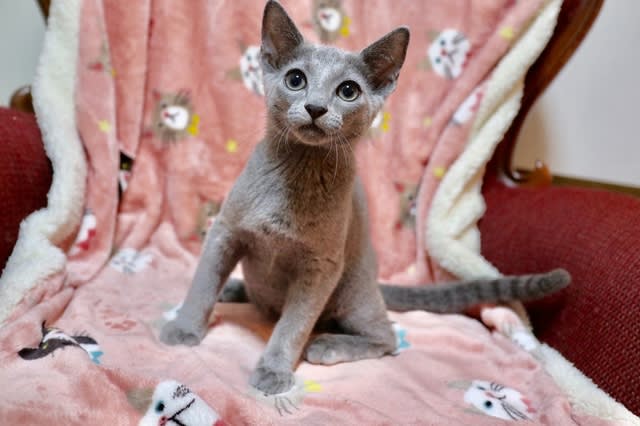 ロシアンブルーの子猫ちゃん Diamond Dust Cattery 子猫情報 Kittens For Sale