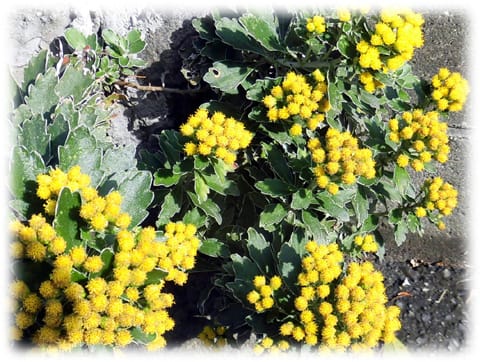 初冬の花 冬の殺風景なとき小さな黄色い花を房状に咲かせる姿が綺麗な イソギク 日々是好日 とっつあんの雑記帳