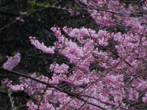 ゲンカイツツジと虎尾桜 福智山 路傍の石