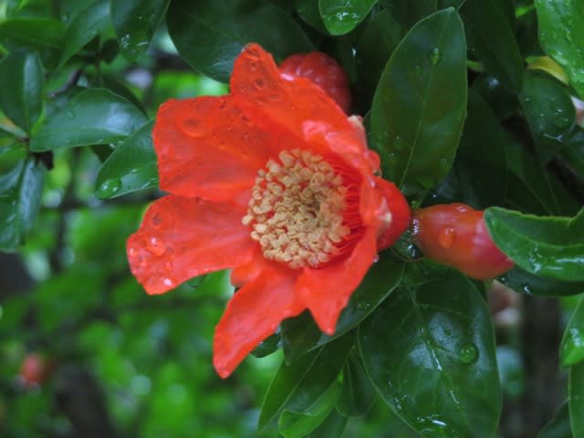 緋色の柘榴の花と雨降り前の空 野の花 庭の花