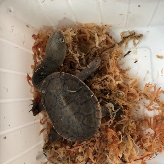 オブさん日記 お迎えしました カメさん日記 オブさん日記 お迎えしました カメさん日記