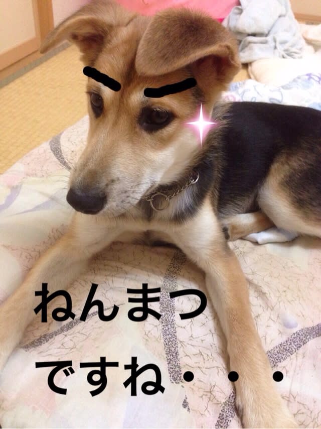 クリスマスツリーを飾るか否か いちごとレモンは犬の名前です