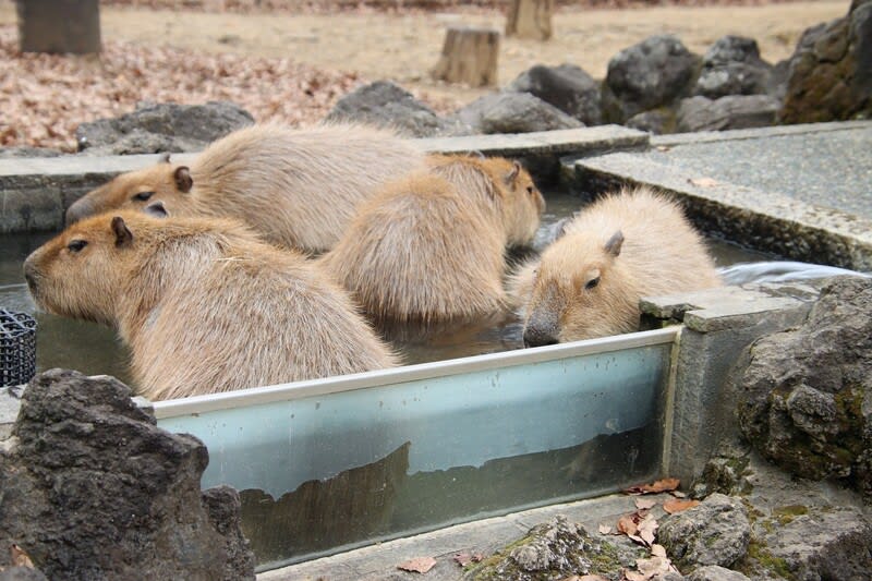 カピバラ温泉が台無し ハイブリッドな生活 旧ルノーな生活