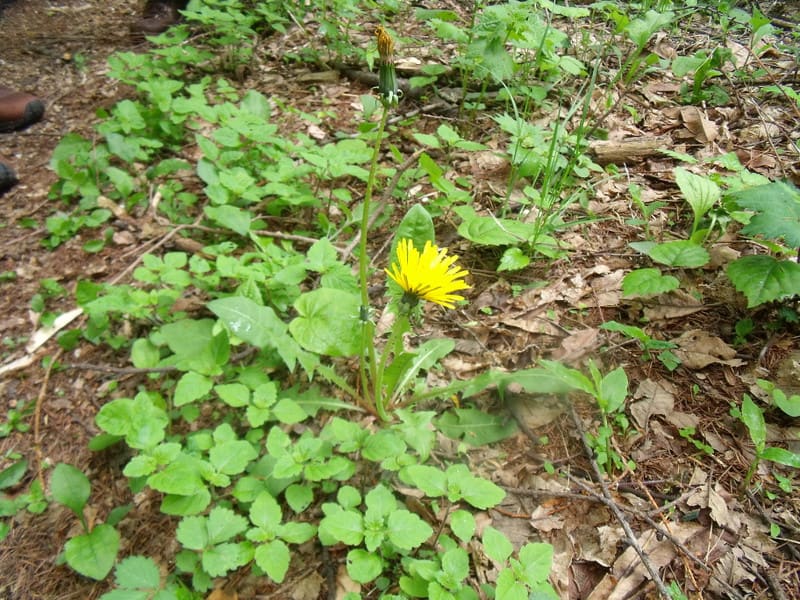 Dscf2774 Dscf2774