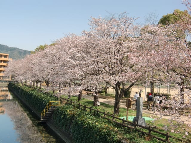 高知の桜 既に 五分咲き ジミーの自然ブログ Jimmy S Nature Blog