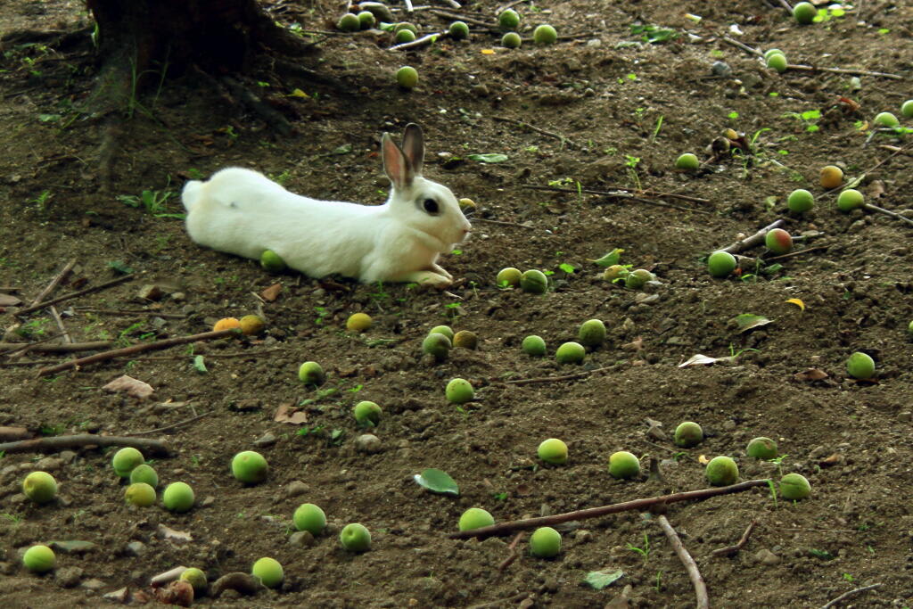 野良ウサギ？の画像